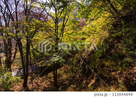 群馬県安中市の秋　紅葉のアプトの道 113044849