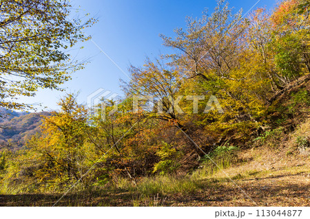 群馬県安中市の秋　紅葉のアプトの道 113044877