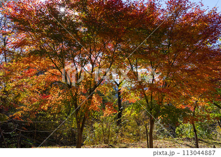 群馬県安中市の秋　紅葉のアプトの道 113044887