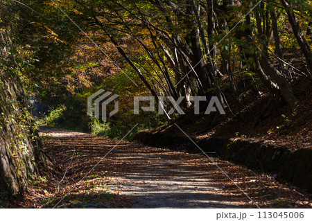 群馬県安中市の秋 紅葉のアプトの道 群馬県安中市の秋 紅葉のアプトの道 113045006