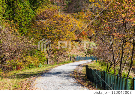 群馬県安中市の秋 紅葉のアプトの道 群馬県安中市の秋 紅葉のアプトの道 113045008
