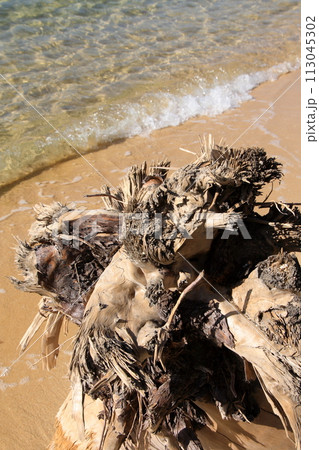 来島海峡馬島の浜に打ち上げられた流木 113045302