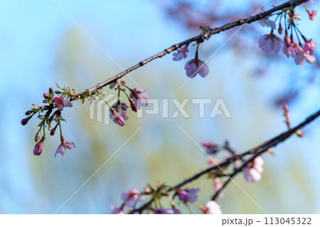 桜と柳 桜と柳 113045322
