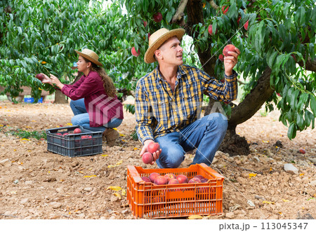 Positive latino farmer harvesting peaches in fruit garden Positive latino farmer harvesting peaches in fruit garden 113045347