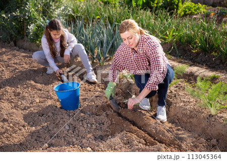 woman gardener and little girl planting seedlings 113045364