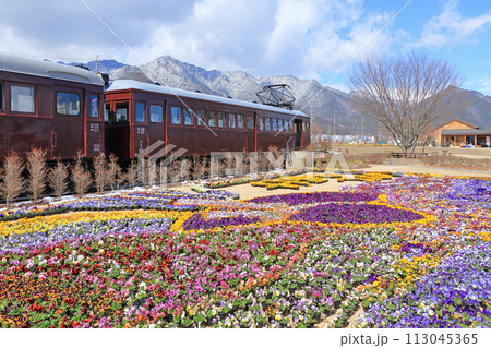 早春の安曇野ちひろ公園　パンジーの花 113045365
