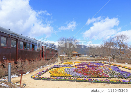 早春の安曇野ちひろ公園　パンジーの花 113045366