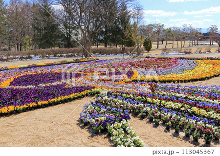 早春の安曇野ちひろ公園　パンジーの花 113045367