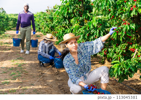 One man and two woman are picking cherries 113045381