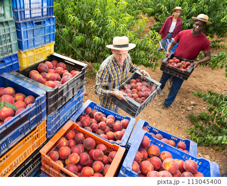 Three workers have harvested peaches 113045400
