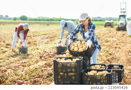 Cheerful woman gardener stacking crates with potato crop 113045426