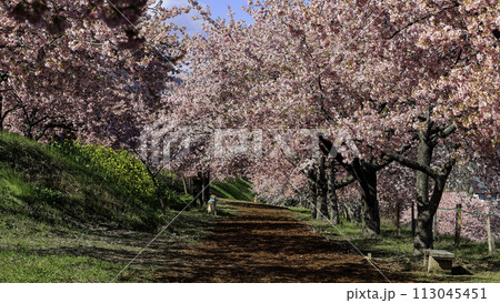 河津桜咲く小径 113045451