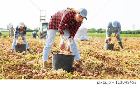 Portrait of woman farmer working on potato field at farm Portrait of woman farmer working on potato field at farm 113045458