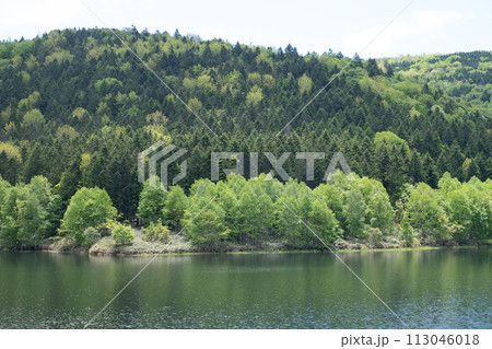 新緑の森と湖 113046018