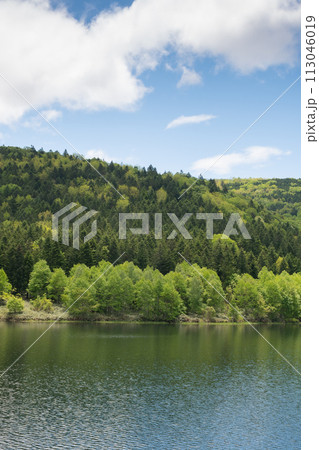 新緑の森と湖 113046019