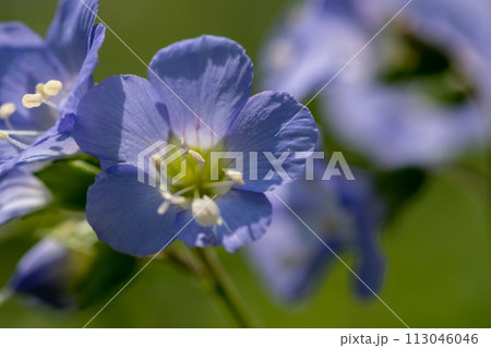 紫色の可憐な花　セイヨウハナシノブ 113046046