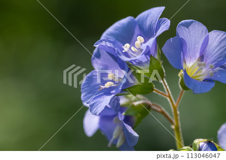 紫色の可憐な花 セイヨウハナシノブ 紫色の可憐な花 セイヨウハナシノブ 113046047