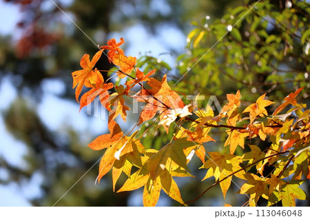 色づくアメリカフウの葉 113046048