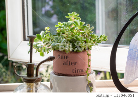 窓辺の多肉植物の寄せ植え 窓辺の多肉植物の寄せ植え 113046051