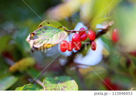 サンシュユの実　秋珊瑚 113046053