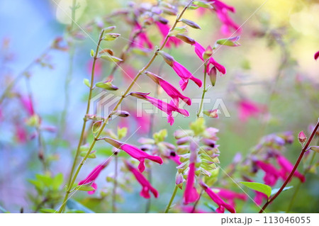 サルビアの花　チェリーセンセーション 113046055