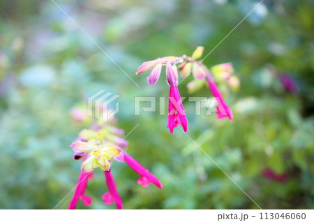 サルビアの花　チェリーセンセーション 113046060