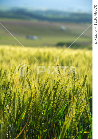緑のムギ畑 113046070