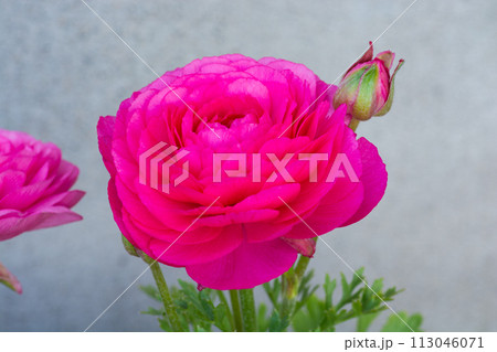 ピンクのラナンキュラス ピンクのラナンキュラス 113046071