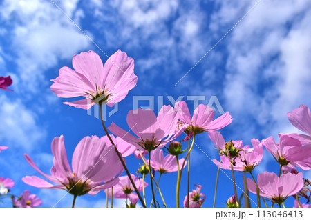 コスモス　広島　備北丘陵公園　国営備北丘陵公園 113046413