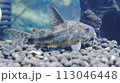 真横から見たコリドラス 113046448