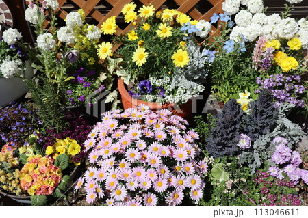 春の花の寄せ植え&寄せ鉢 春の花の寄せ植え&寄せ鉢 113046611