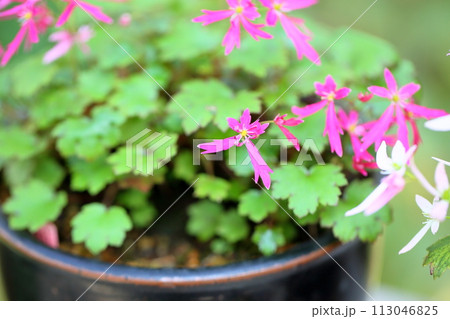ダイモンジソウの花 波の華 ダイモンジソウの花 波の華 113046825
