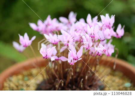 シクラメンの花　ホワイテアエ 113046828