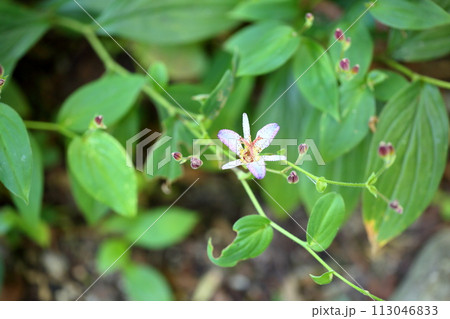 ホトトギスの花 ホトトギスの花 113046833