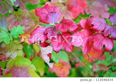 紅葉 鮮やか カシワバアジサイの葉 紅葉 鮮やか カシワバアジサイの葉 113046834
