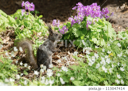 山野草の森で遊ぶエゾリス 113047414