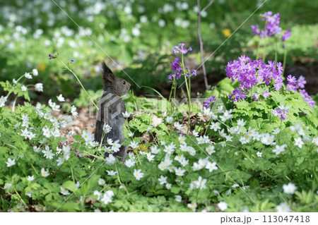 山野草の森で遊ぶエゾリス 山野草の森で遊ぶエゾリス 113047418