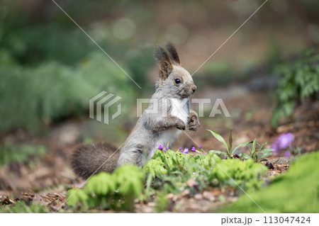 山野草の森で遊ぶエゾリス 山野草の森で遊ぶエゾリス 113047424