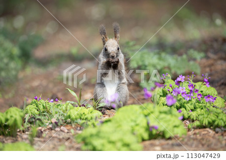 山野草の森で遊ぶエゾリス 113047429