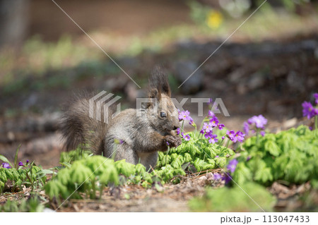 山野草の森で遊ぶエゾリス 山野草の森で遊ぶエゾリス 113047433