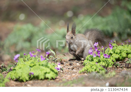 山野草の森で遊ぶエゾリス 山野草の森で遊ぶエゾリス 113047434