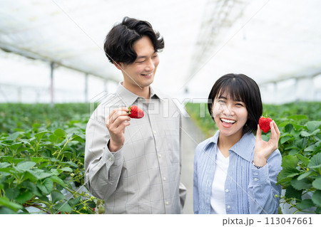 イチゴ摘みを楽しむ若い男女 イチゴ摘みを楽しむ若い男女 113047661