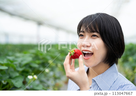 イチゴ摘みを楽しむ若い女性 イチゴ摘みを楽しむ若い女性 113047667