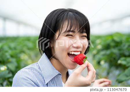 イチゴ摘みを楽しむ若い女性 113047670