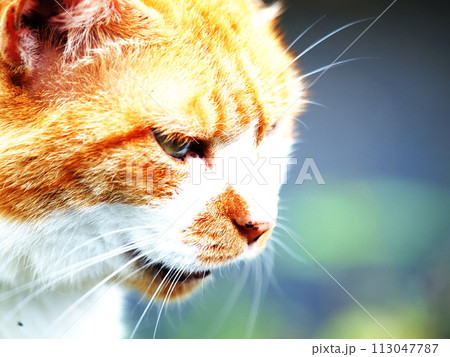 野生を宿した鋭い目つきで見つめる猫 113047787