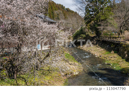 春の京都洛北鞍馬川の風景 113047790