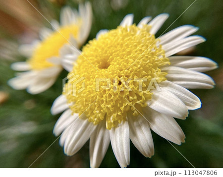 マーガレット・ソレミオの花 マーガレット・ソレミオの花 113047806