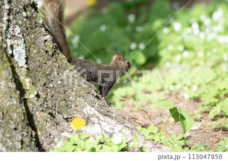 二輪草とエゾリス 113047850