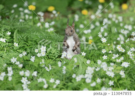 二輪草とエゾリス 113047855