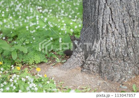 二輪草とエゾリス 二輪草とエゾリス 113047857